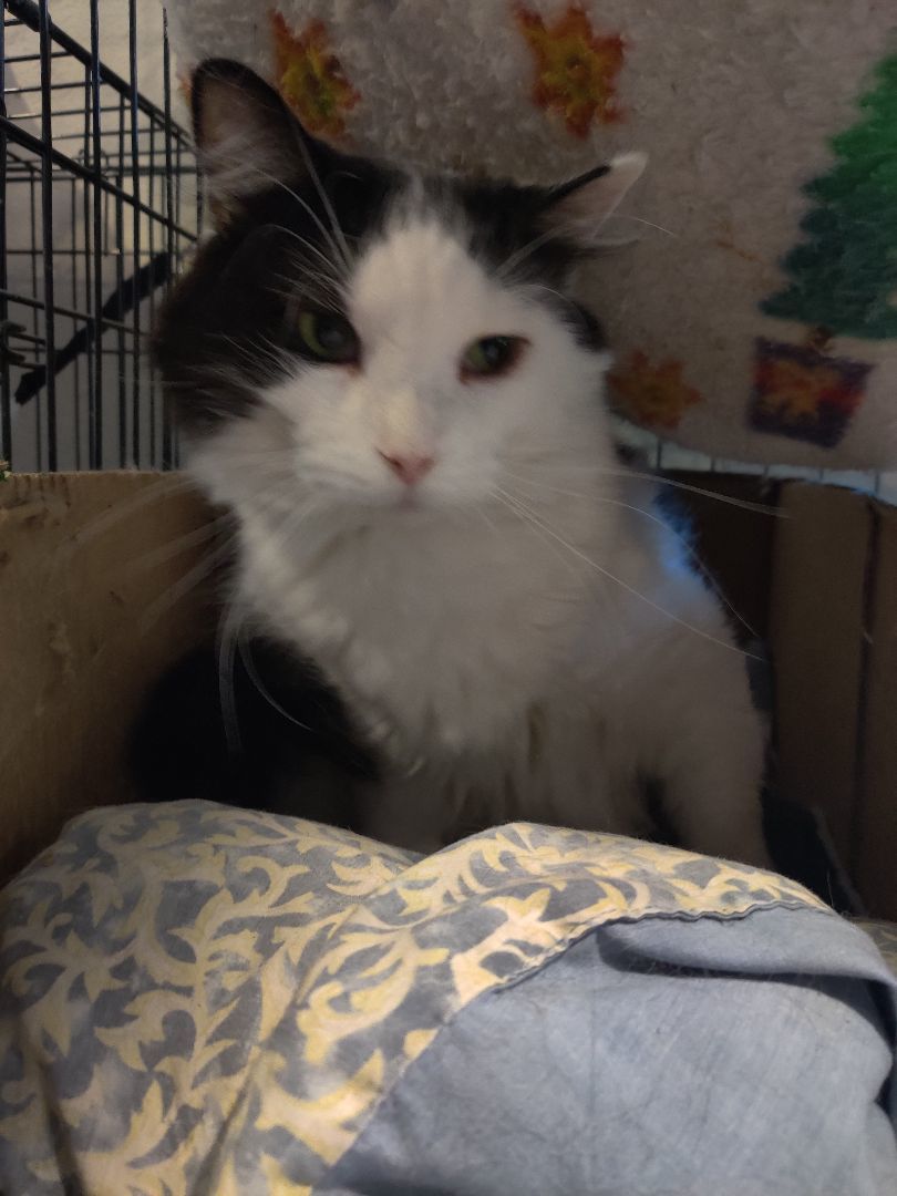 Enlarge Dainty /Marci, a Adoptable Maine Coon in Kansas City, MO image 4/4