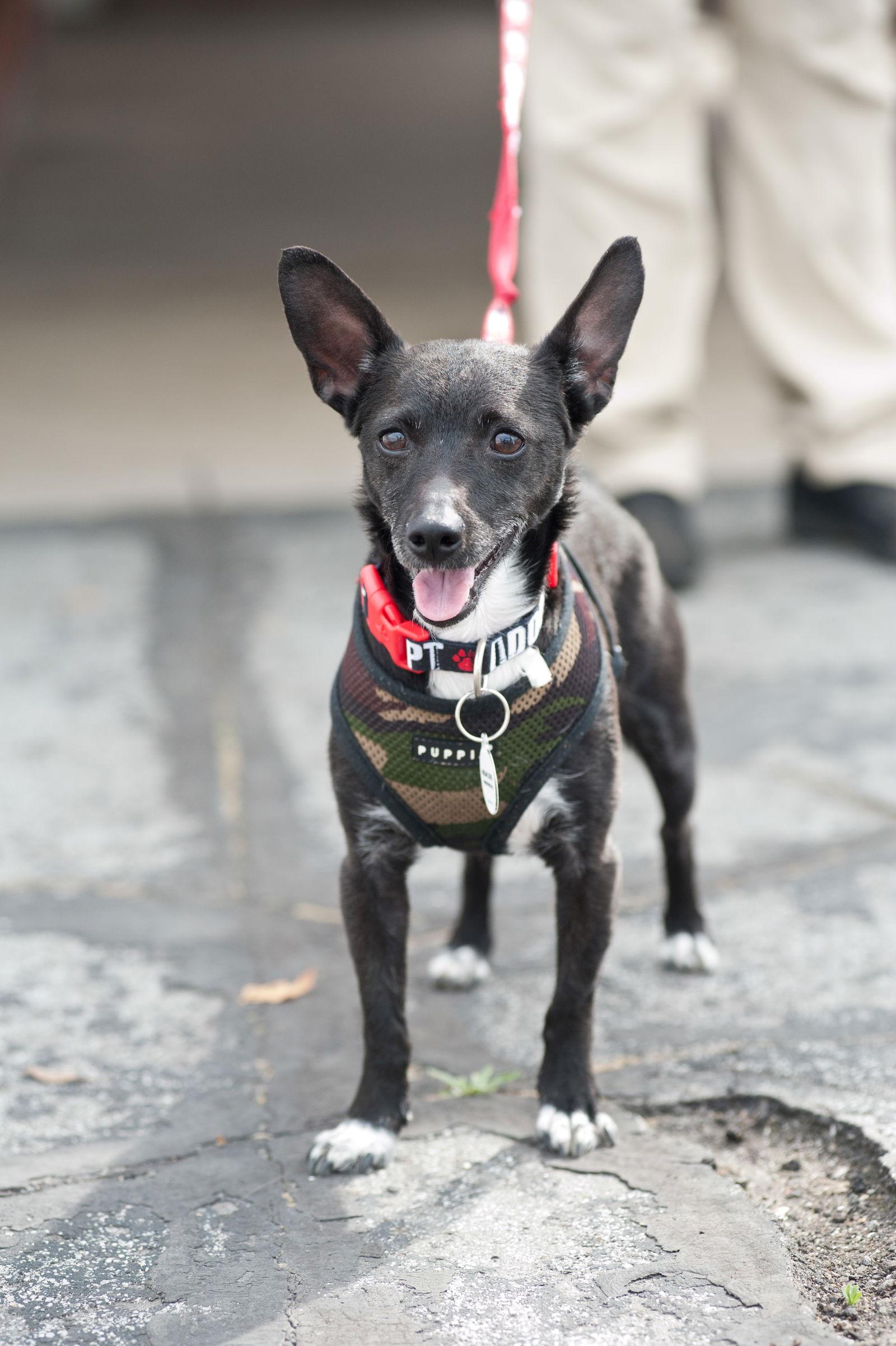 Clifford, a Adoptable Chihuahua in San Jose, CA image 3/3
