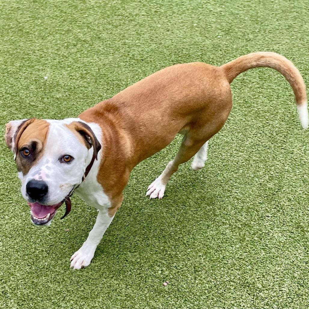 French Fries, a Adoptable Pit Bull Terrier in Greensboro, NC image 2/6