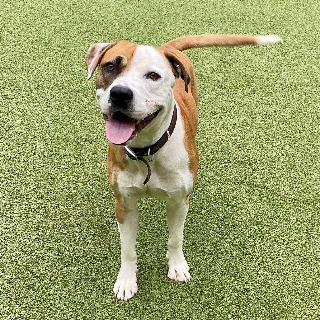French Fries, a Adoptable Pit Bull Terrier in Greensboro, NC image 5/6