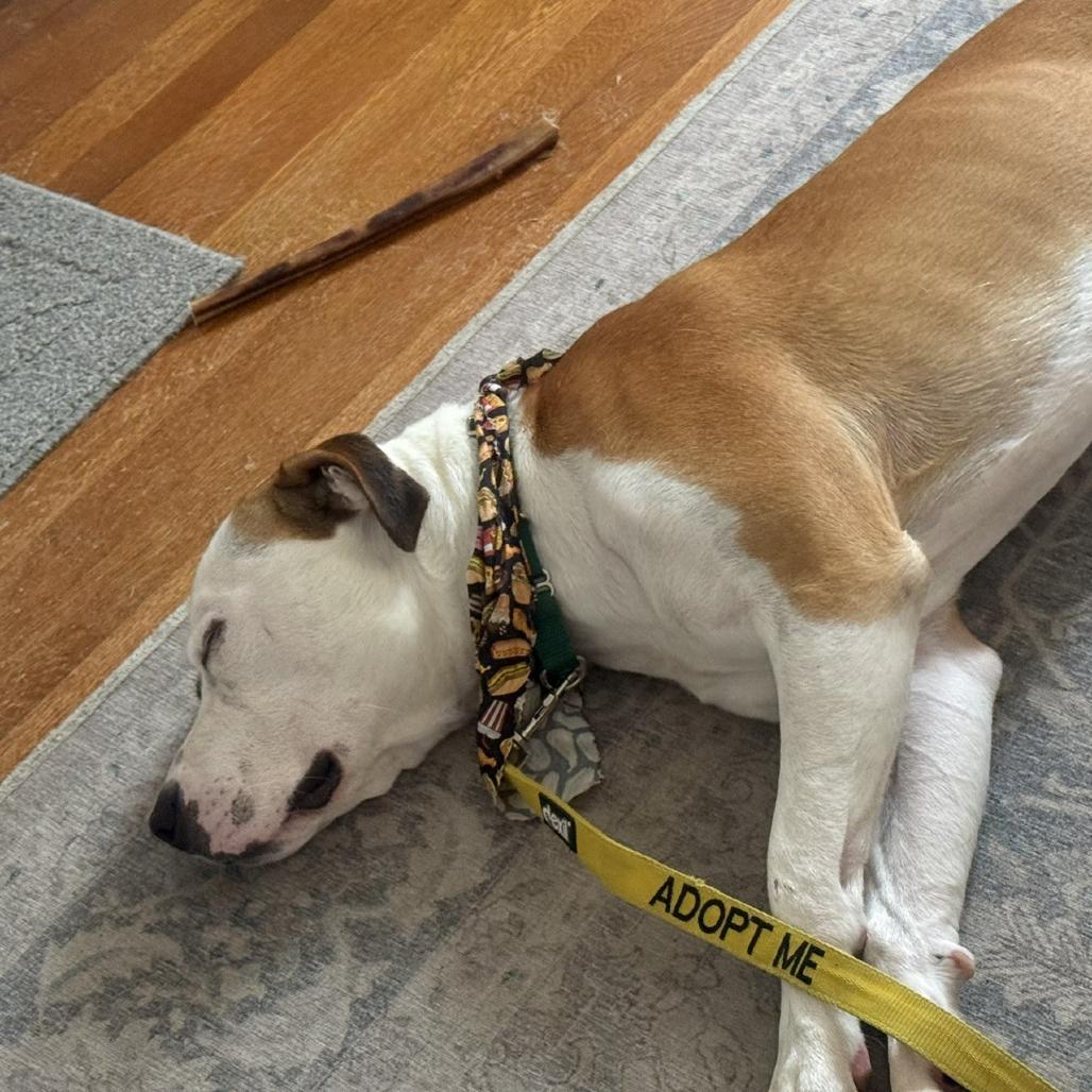 French Fries, a Adoptable Pit Bull Terrier in Greensboro, NC image 6/6