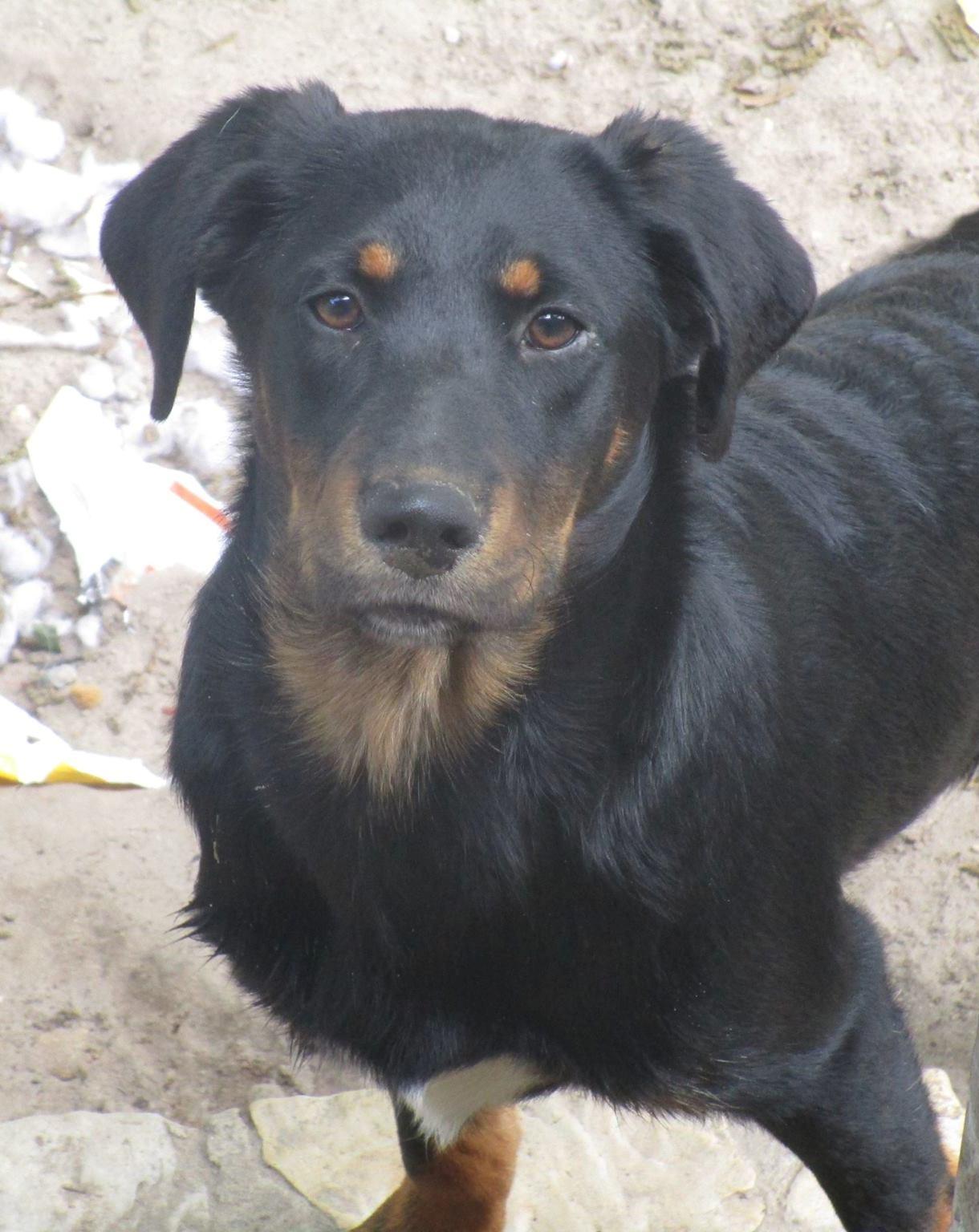 Teddy, Senior Male unknown
