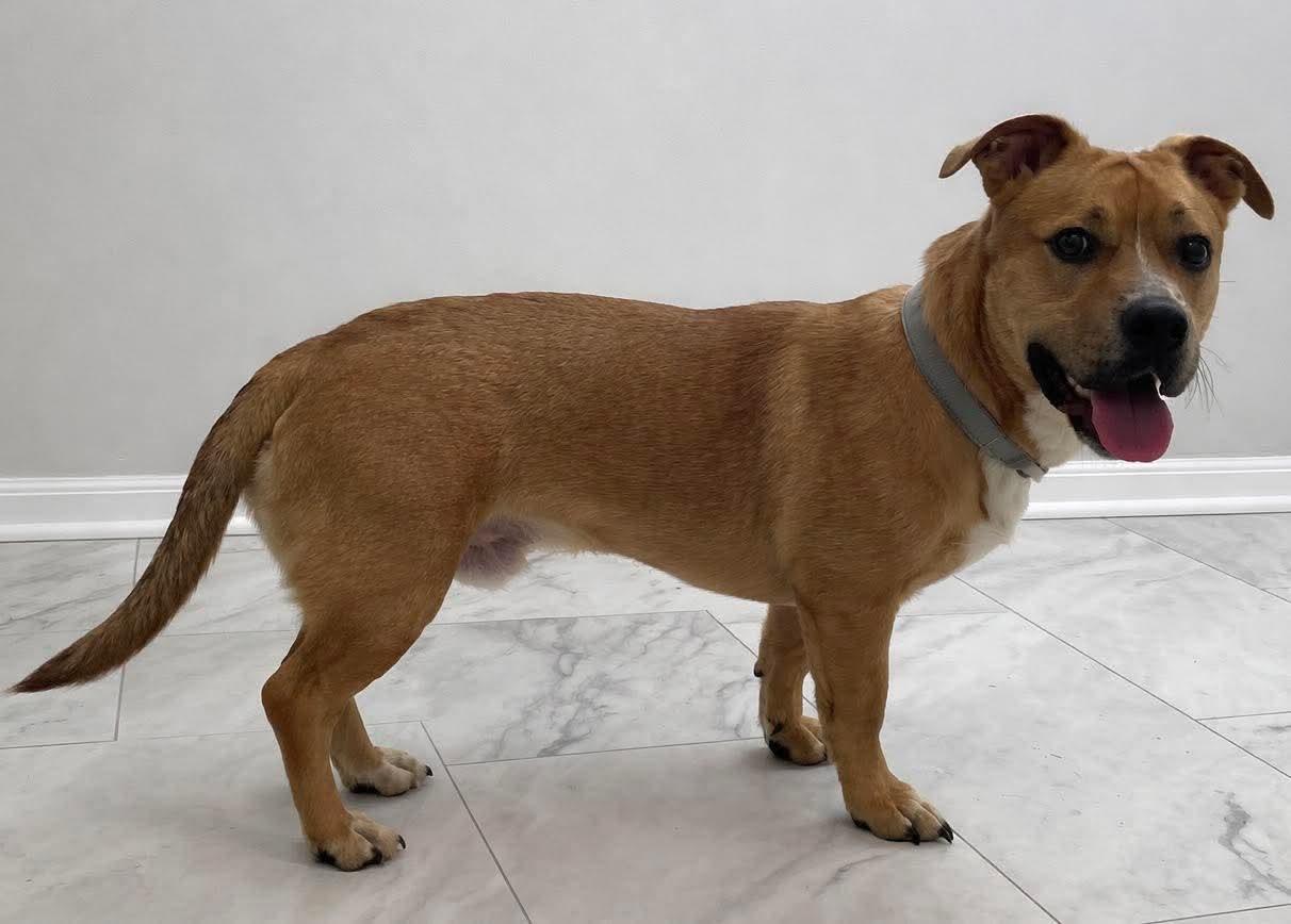 Enlarge Rocky, an adopted mixed breed in Washington , PA image 1/1