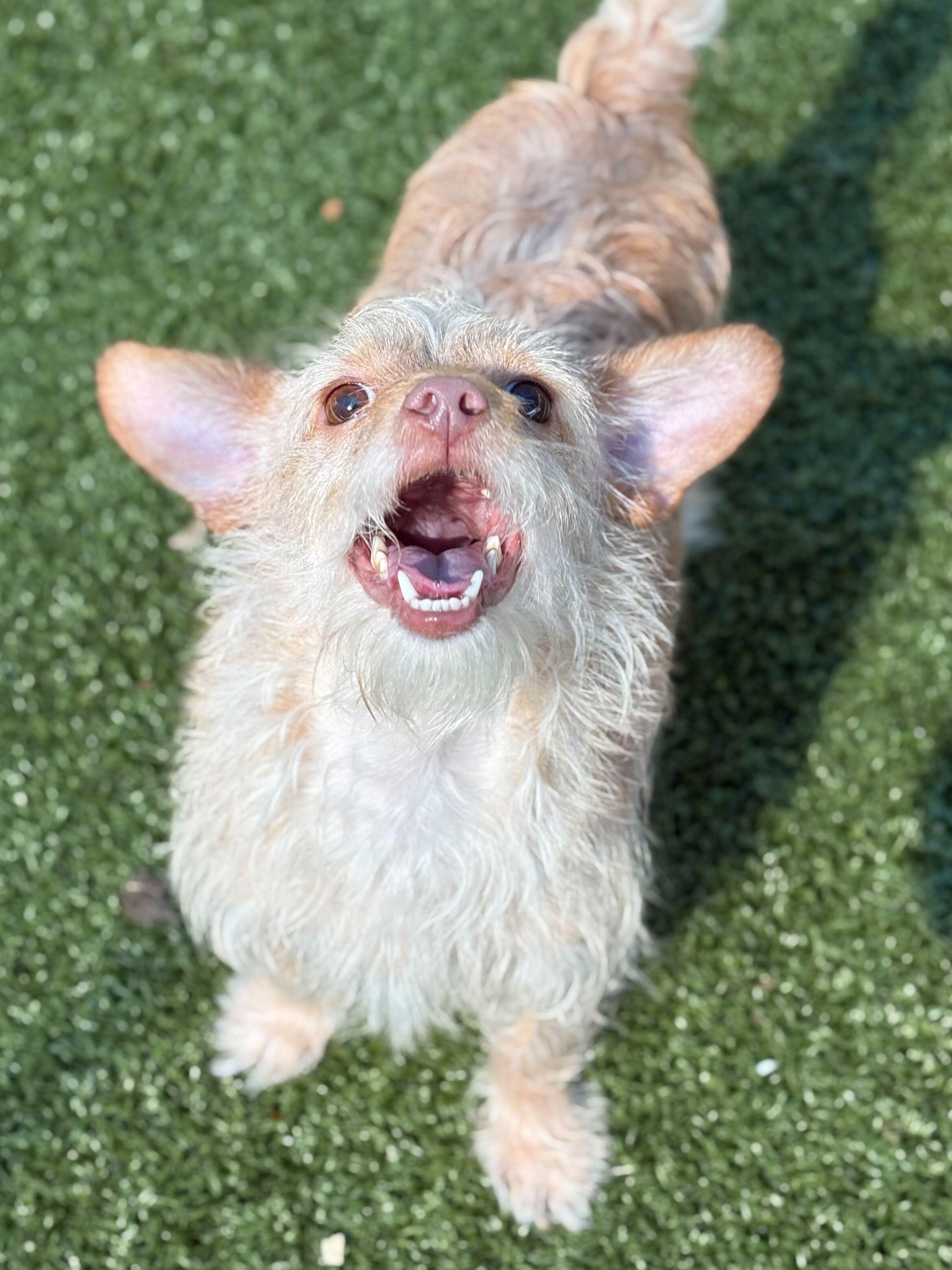 Enlarge Luka, a Adoptable mixed breed in Portland, ME image 6/6