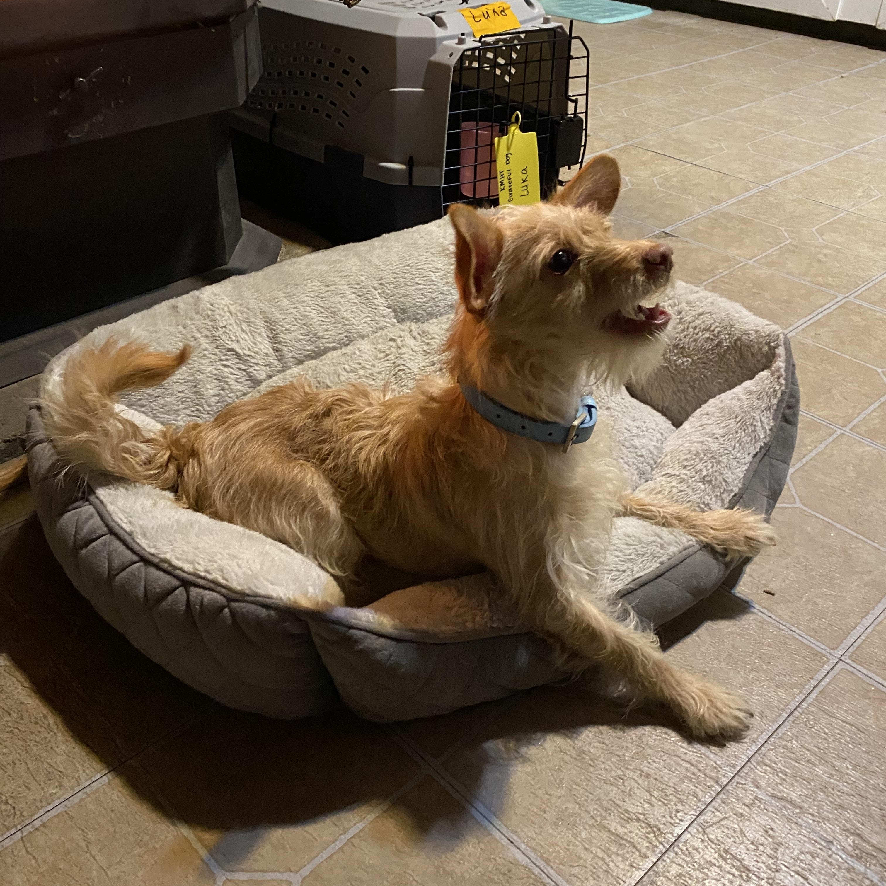 Enlarge Luka, a Adoptable mixed breed in Portland, ME image 4/6