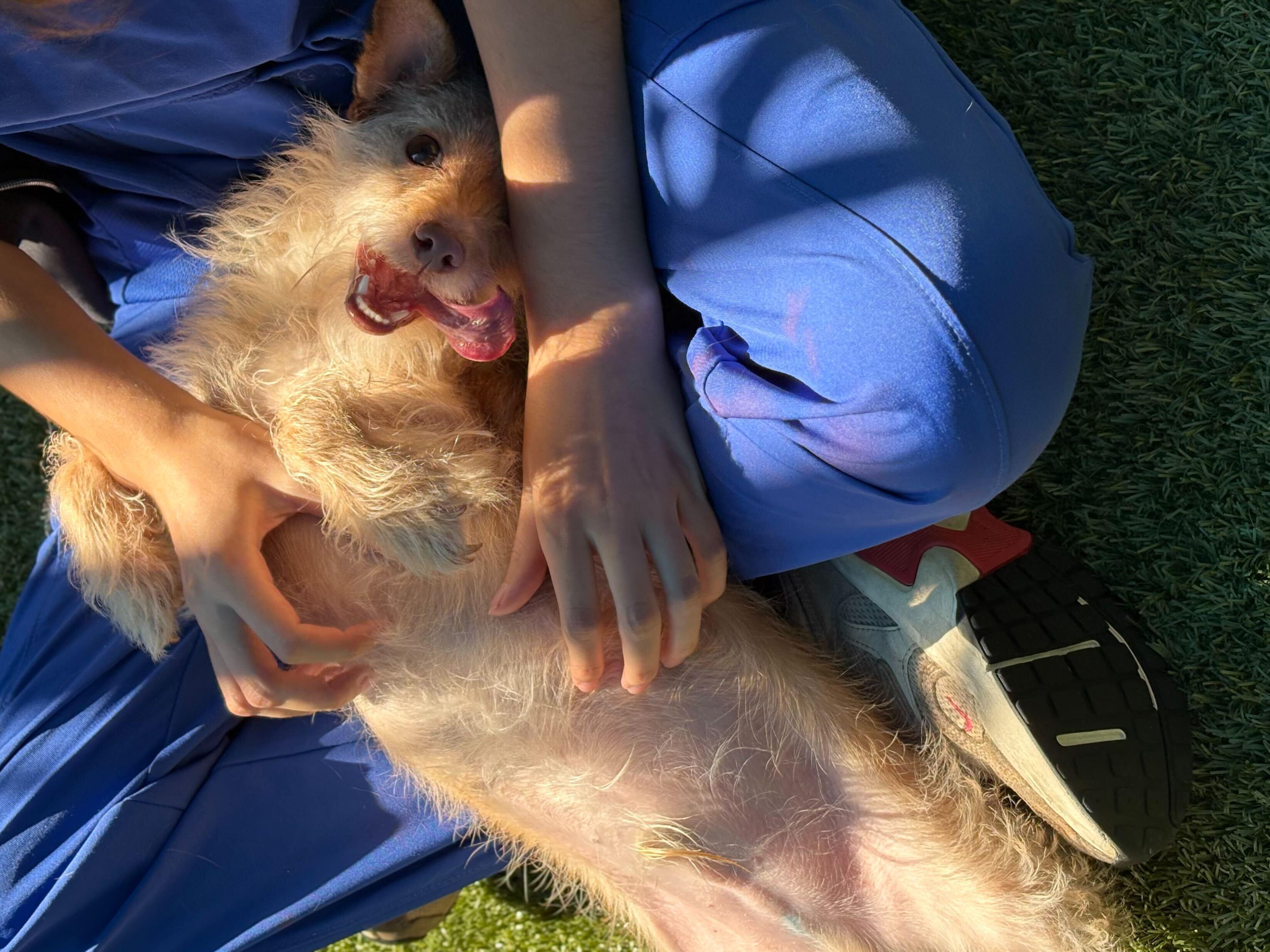 Enlarge Luka, a Adoptable mixed breed in Portland, ME image 5/6