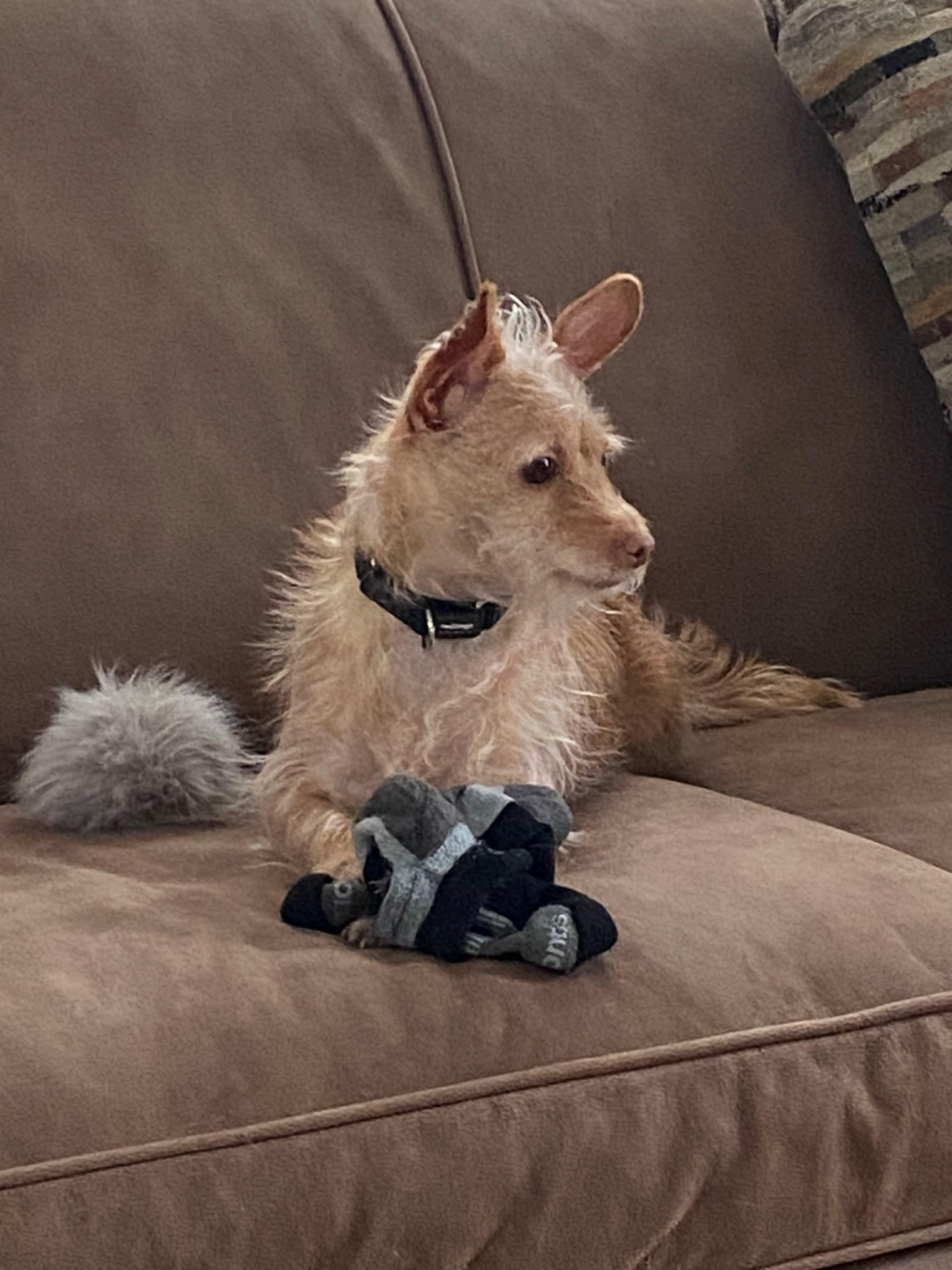 Enlarge Luka, a Adoptable mixed breed in Portland, ME image 1/6