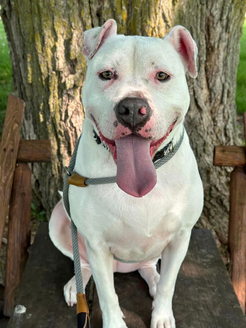 Enlarge Padme, a Adoptable American Bulldog in Lake Odessa, MI image 1/14