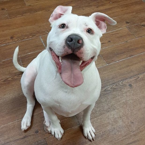 Enlarge Padme, a Adoptable American Bulldog in Lake Odessa, MI image 2/14
