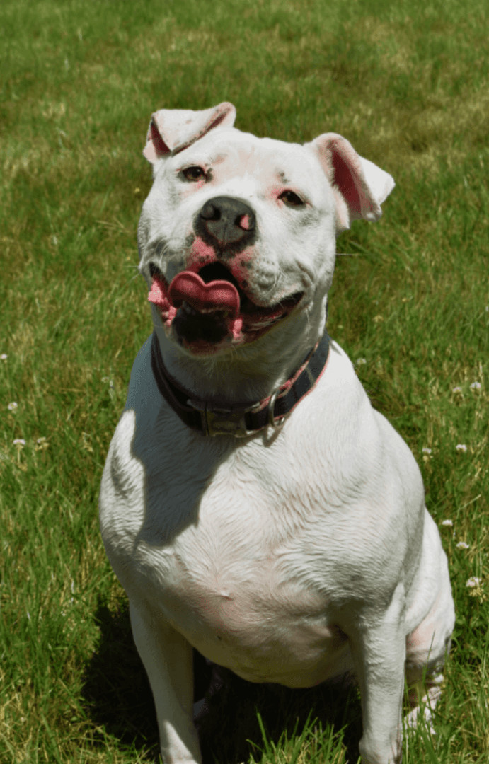 Enlarge Padme, a Adoptable American Bulldog in Lake Odessa, MI image 3/14