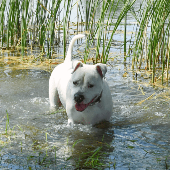 Enlarge Padme, a Adoptable American Bulldog in Lake Odessa, MI image 4/14