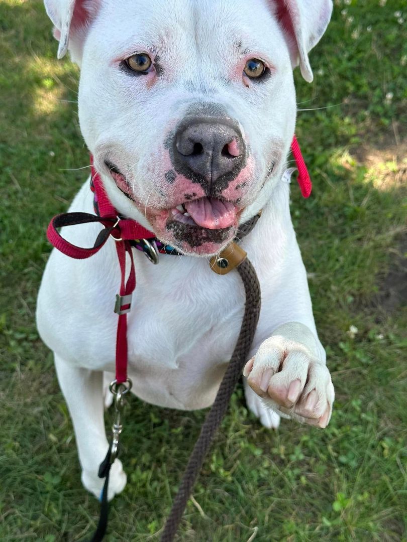 Enlarge Padme, a Adoptable American Bulldog in Lake Odessa, MI image 6/14