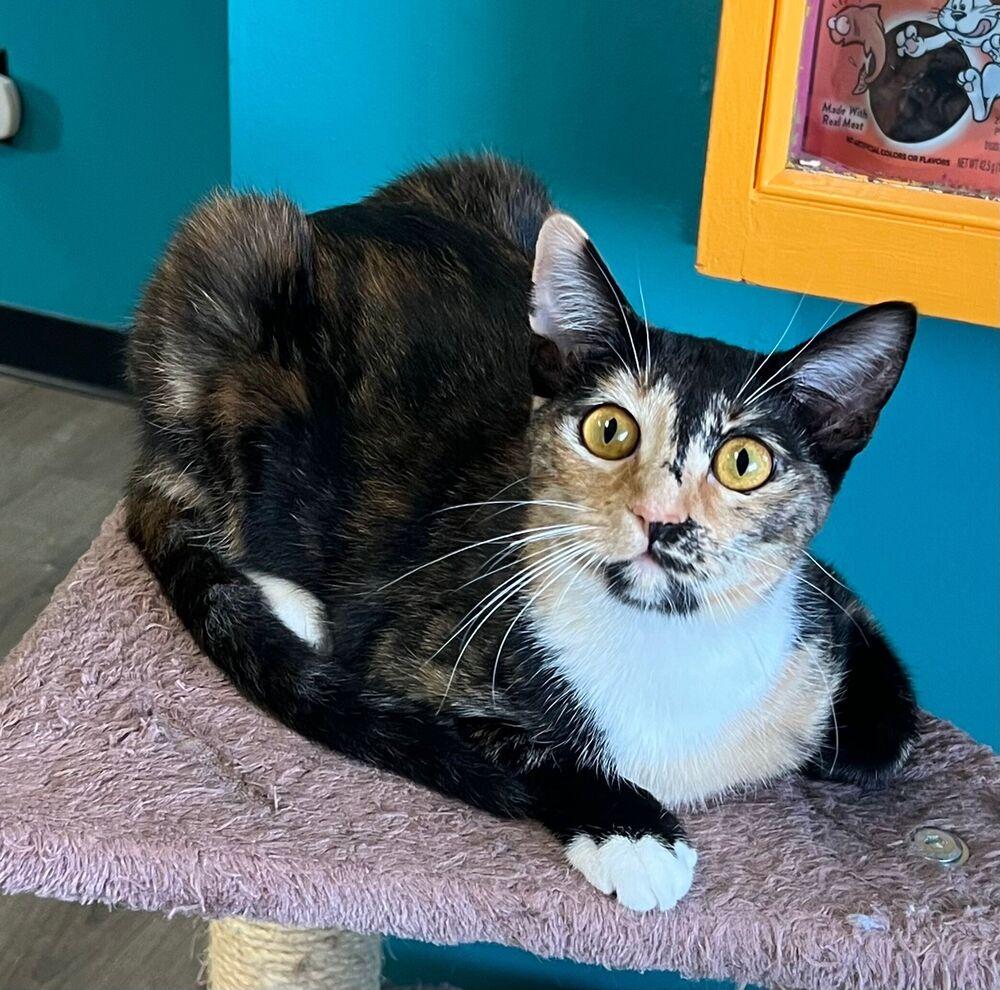 Indy, Adoptable, Young Female Domestic Short Hair.