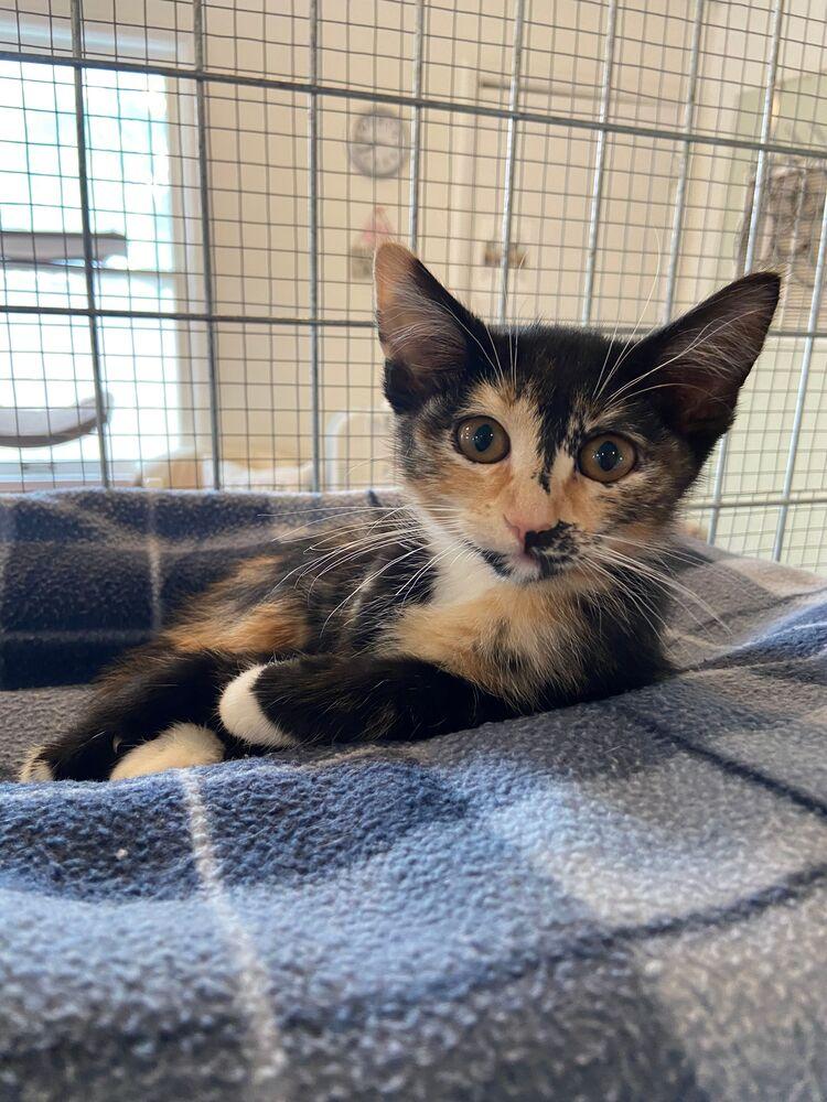 Enlarge Indy, a Adoptable Domestic Short Hair in McPherson, KS image 2/6