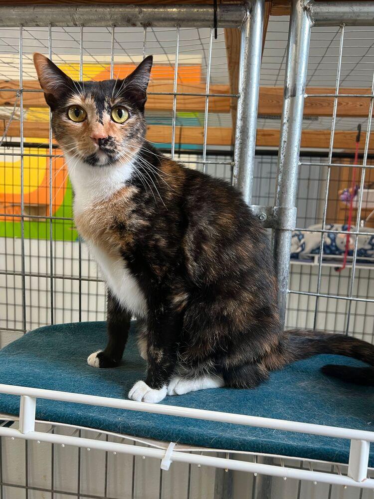 Enlarge Indy, a Adoptable Domestic Short Hair in McPherson, KS image 2/4