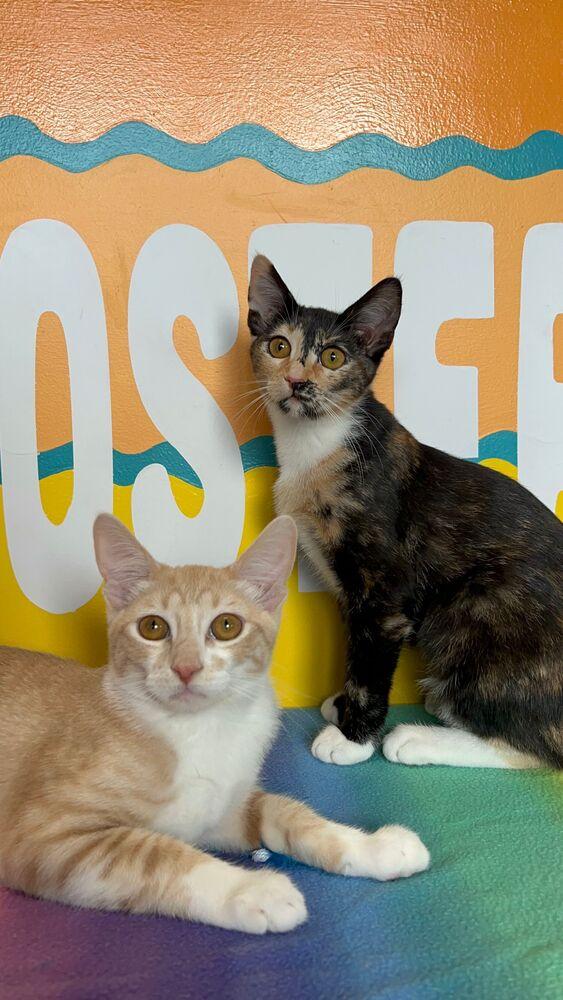 Enlarge Indy, a Adoptable Domestic Short Hair in McPherson, KS image 3/6