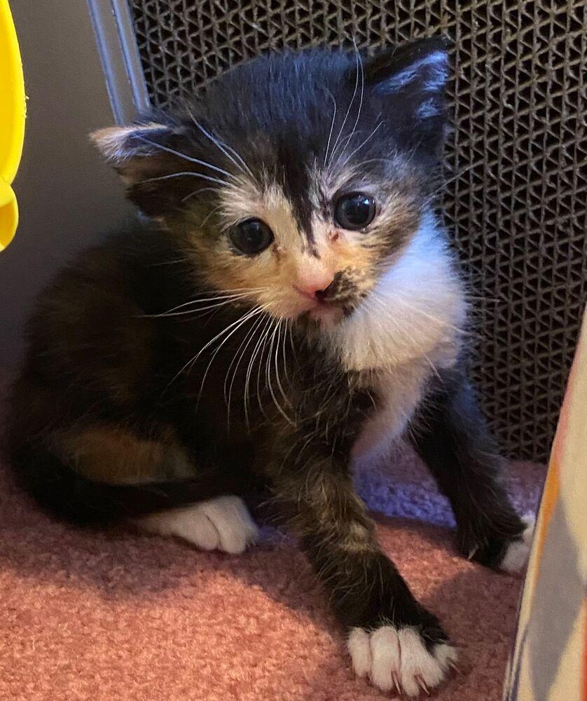 Enlarge Indy, a Adoptable Domestic Short Hair in McPherson, KS image 4/6