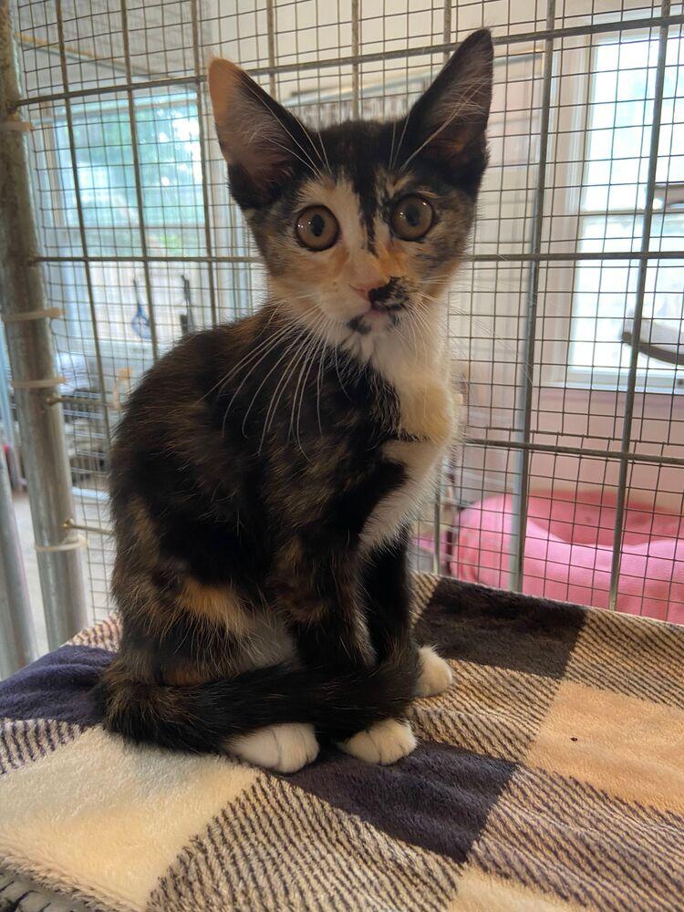 Enlarge Indy, a Adoptable Domestic Short Hair in McPherson, KS image 5/6