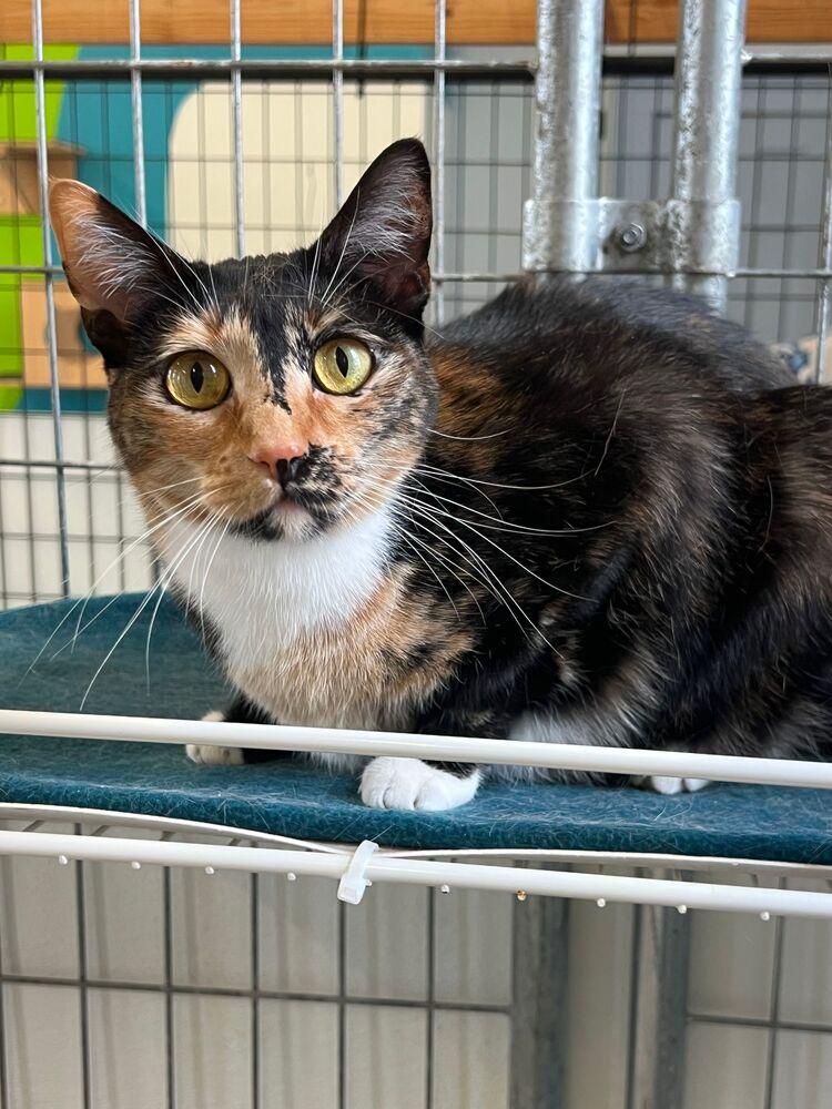 Enlarge Indy, a Adoptable Domestic Short Hair in McPherson, KS image 3/4