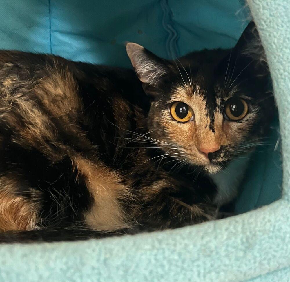 Enlarge Indy, a Adoptable Domestic Short Hair in McPherson, KS image 6/6