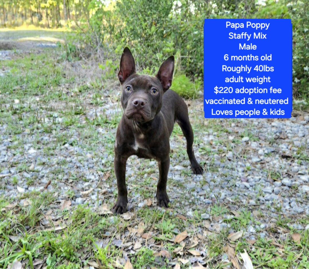 Papa Poppy, ADOPTABLE, Young Male Bulldog & Staffordshire Bull Terrier.