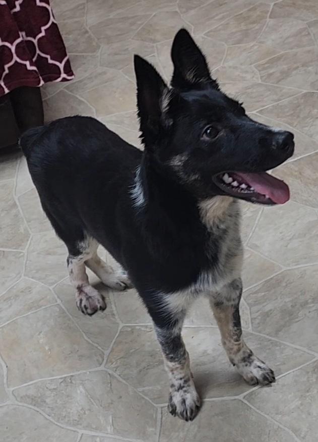 Parrot, Adoptable, Young Male Australian Cattle Dog / Blue Heeler.