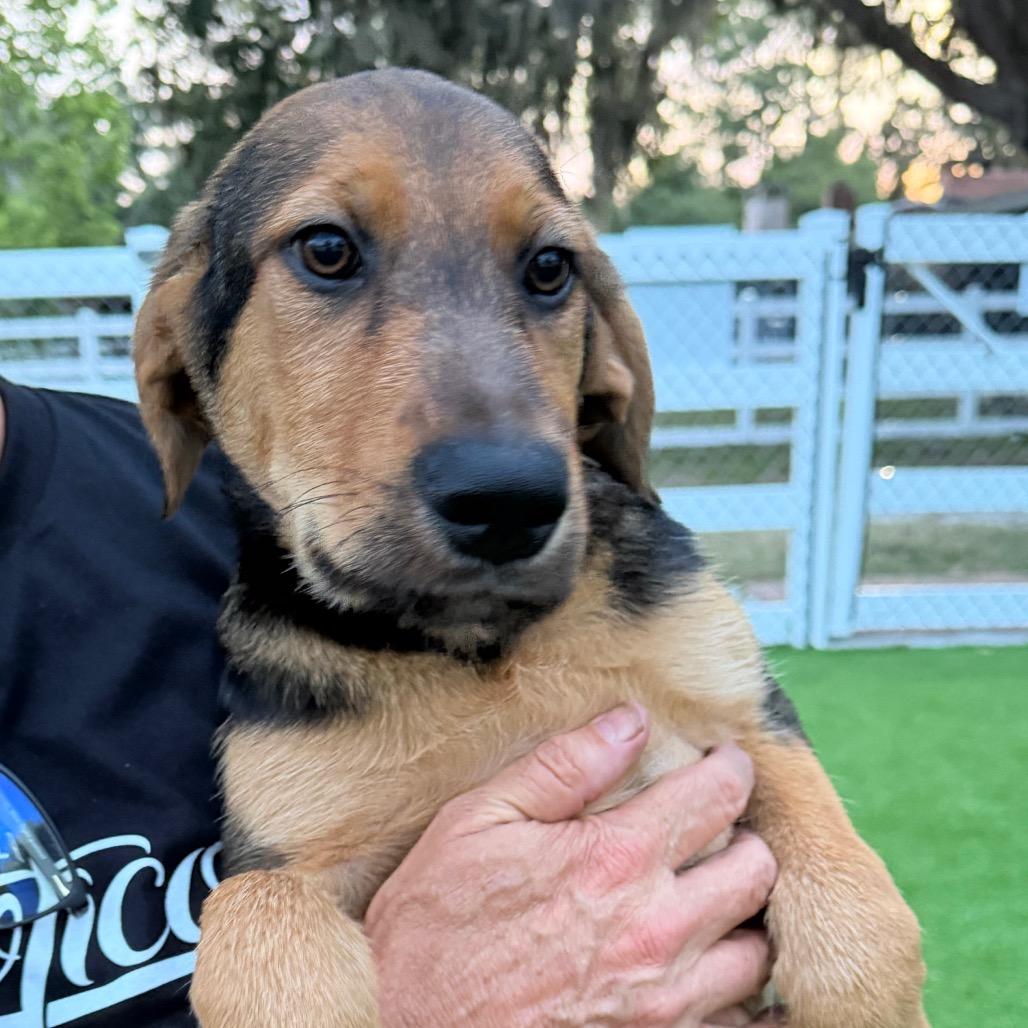 Enlarge Abaco, a Adoptable mixed breed in Sarasota, FL image 1/4