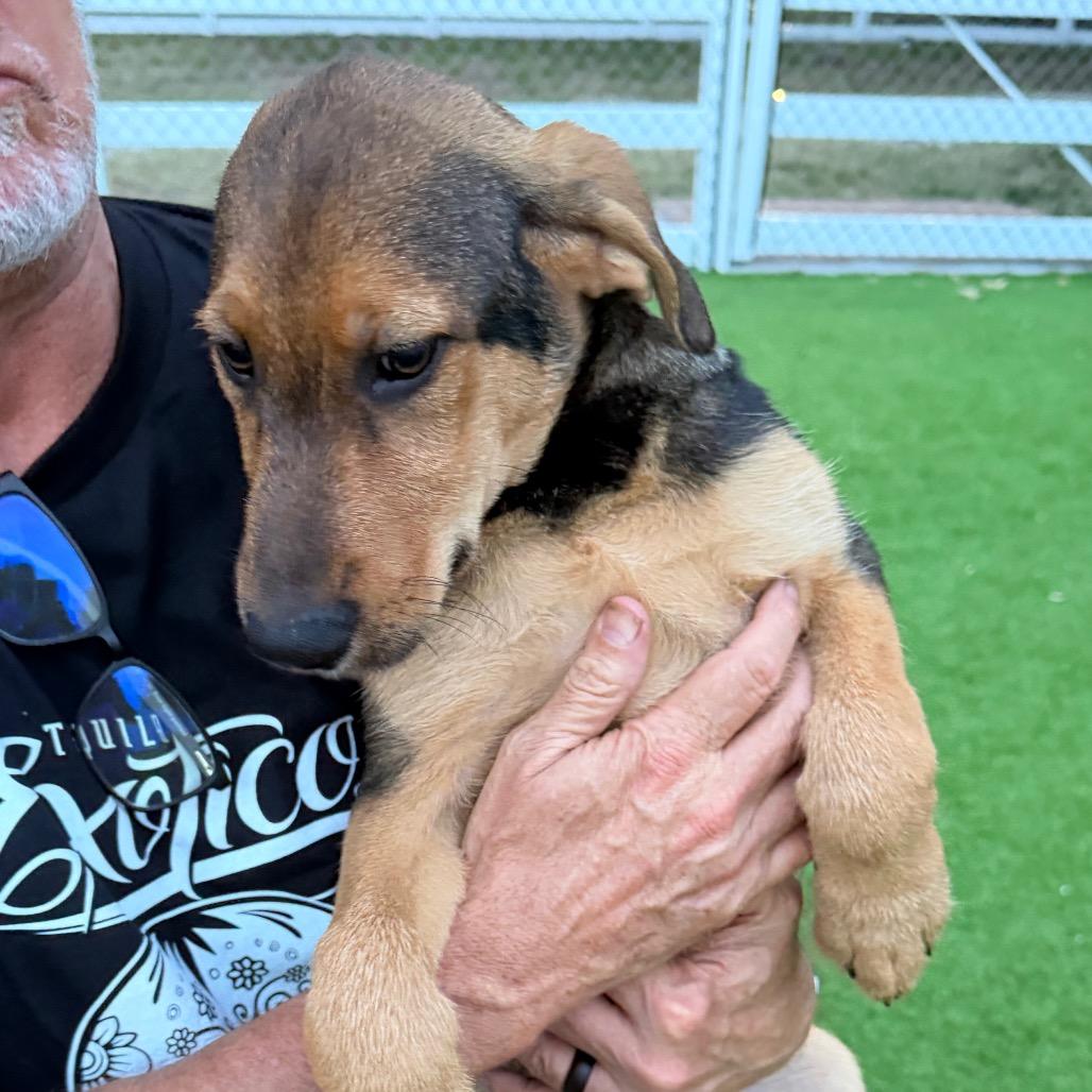 Enlarge Abaco, a Adoptable mixed breed in Sarasota, FL image 2/4