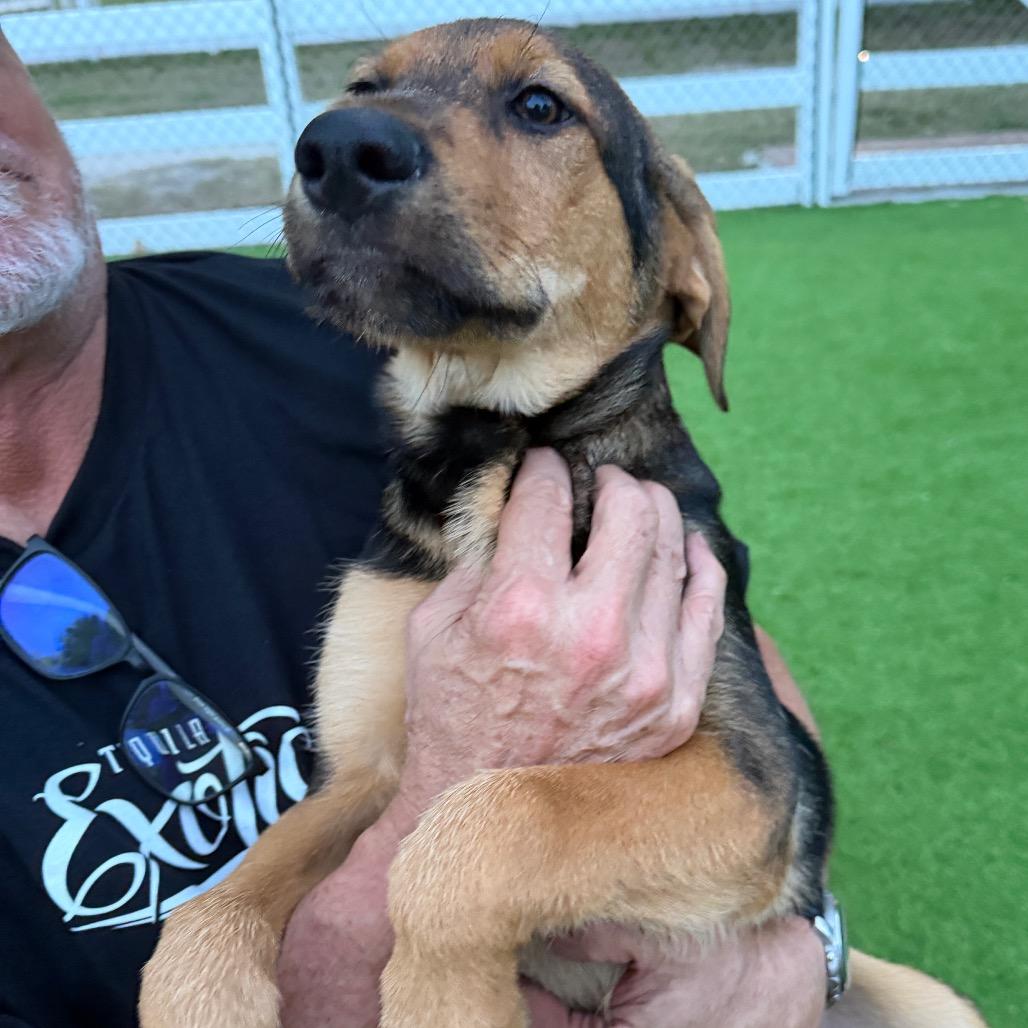 Enlarge Abaco, a Adoptable mixed breed in Sarasota, FL image 3/4