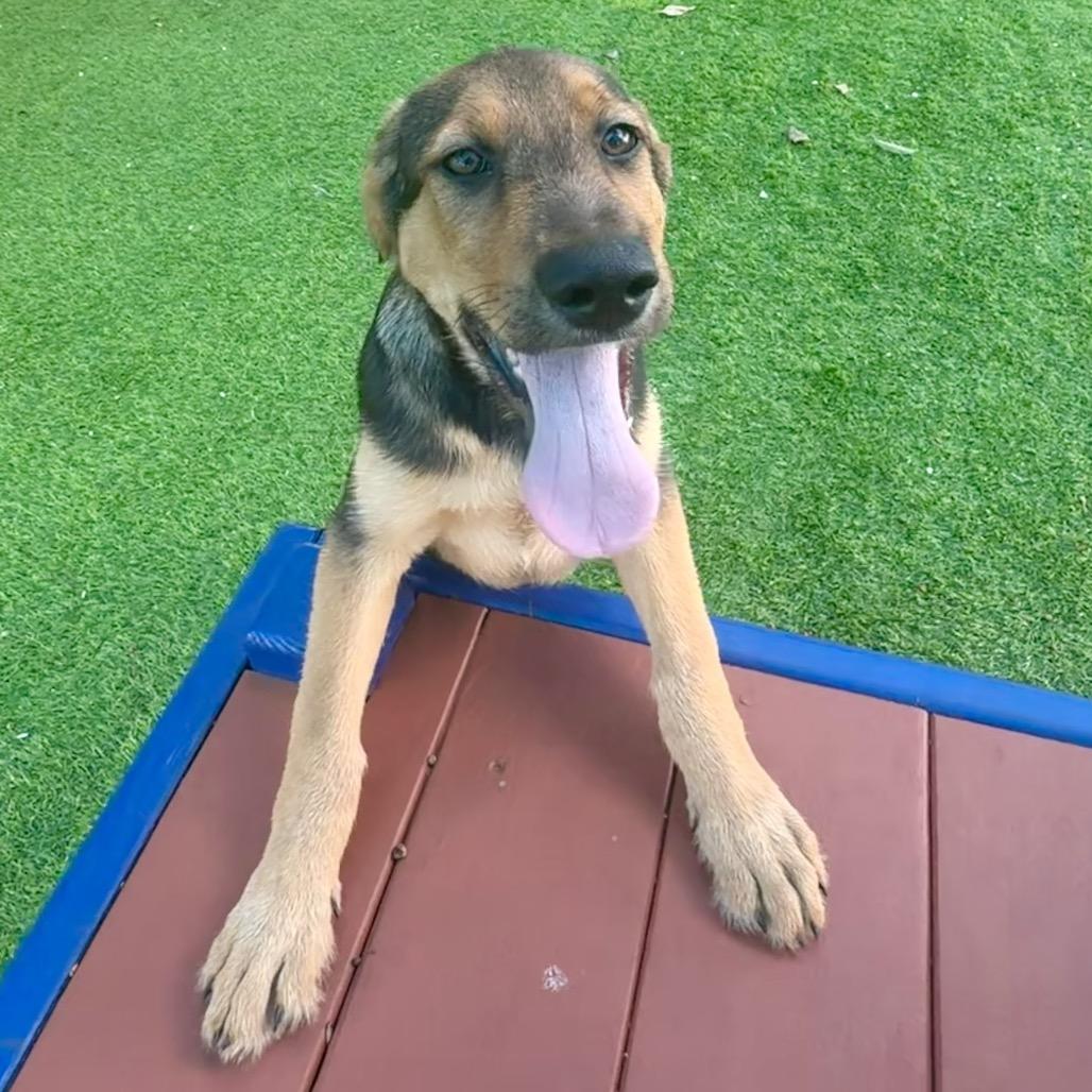 Enlarge Abaco, a Adoptable mixed breed in Sarasota, FL image 4/4