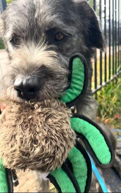 Enlarge Benji, a Adoptable mixed breed in Boyne City, MI image 1/2