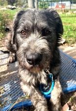 Benji, Adoptable, Adult Male Terrier.