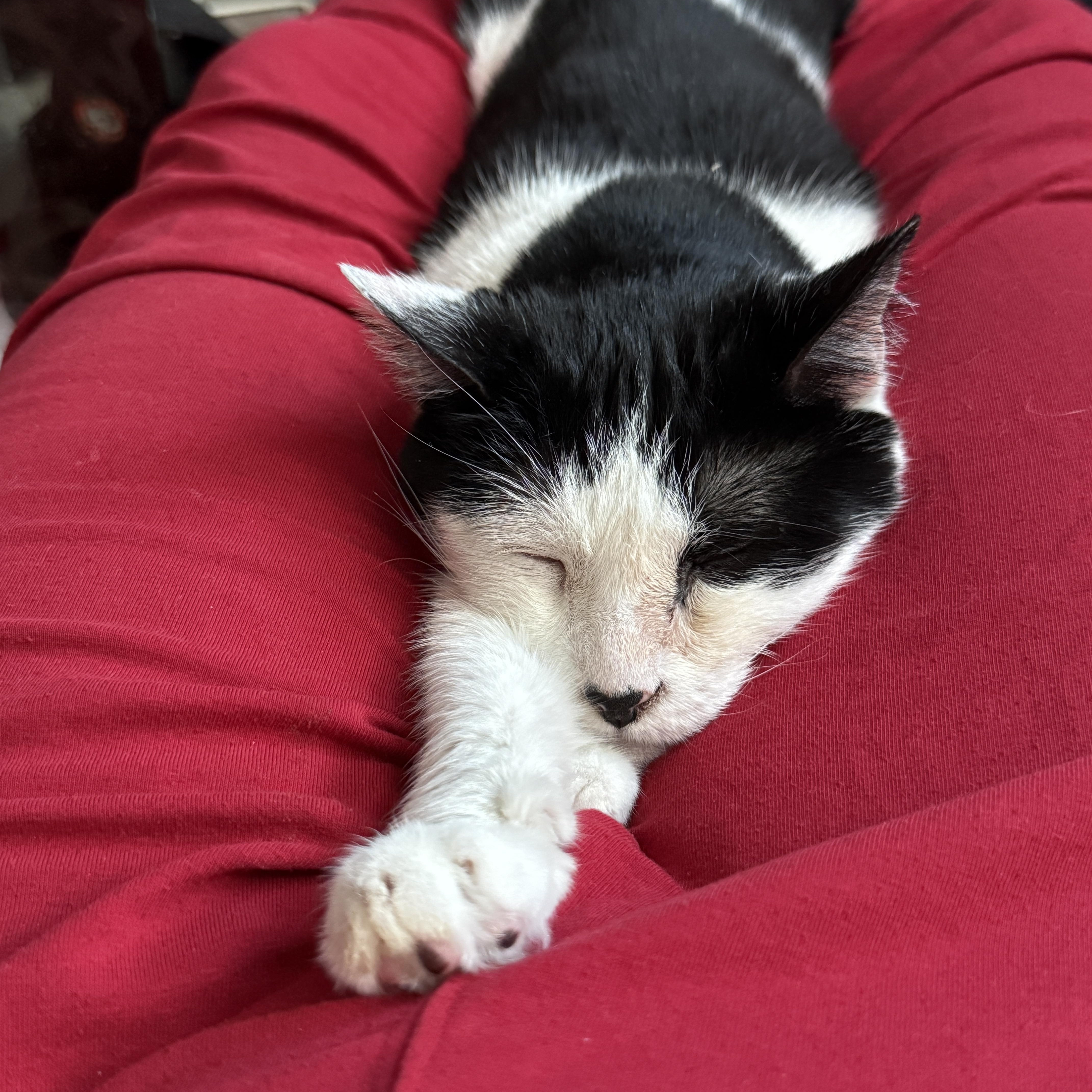 Enlarge Lotti the Lover with three hearts, a Adoptable American Shorthair in Montclair, NJ image 5/6