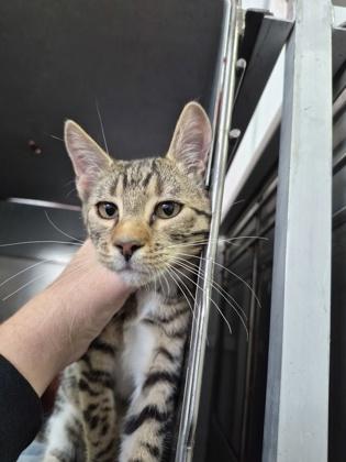 Sahara, Adoptable, Young Female Bengal & Domestic Short Hair.