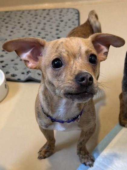 Enlarge Larry, an adopted mixed breed in Pleasanton, CA image 2/3