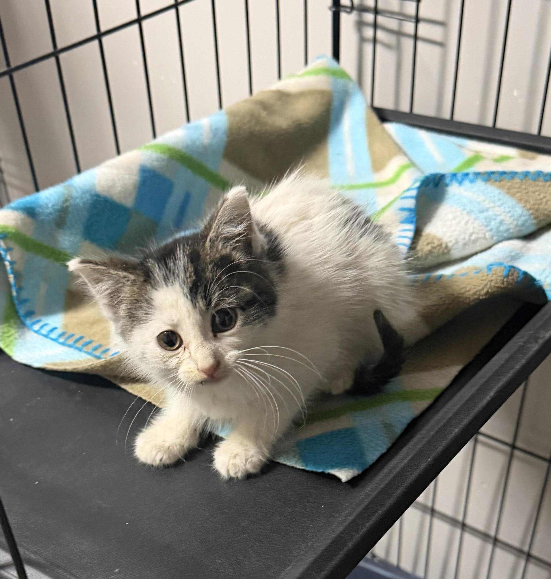 Storm, adopted, Kitten Female Domestic Medium Hair.