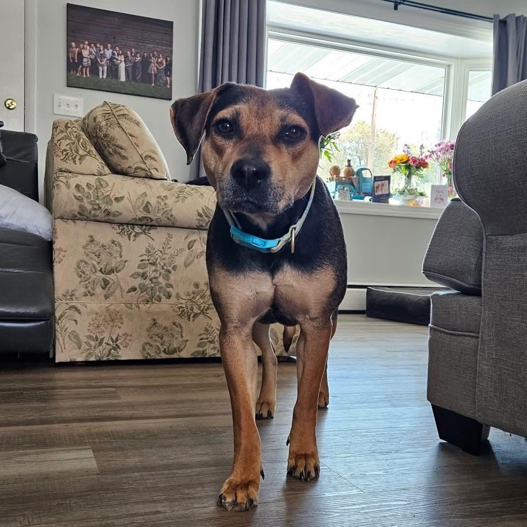Piper, a Adoptable mixed breed in Alexandria, VA image 2/5