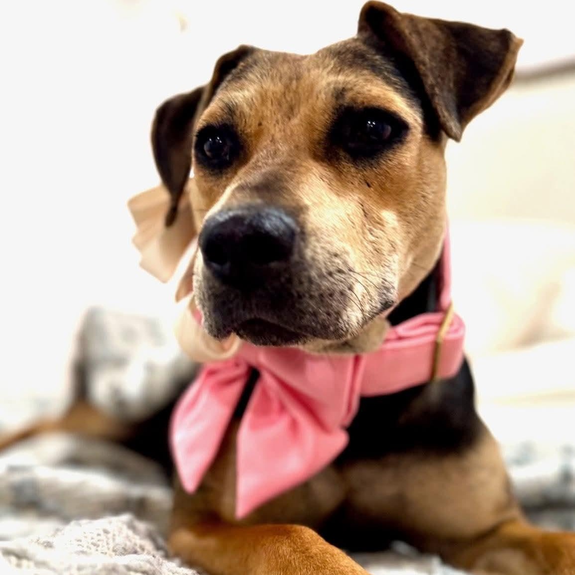 Piper, a Adoptable mixed breed in Alexandria, VA image 3/5