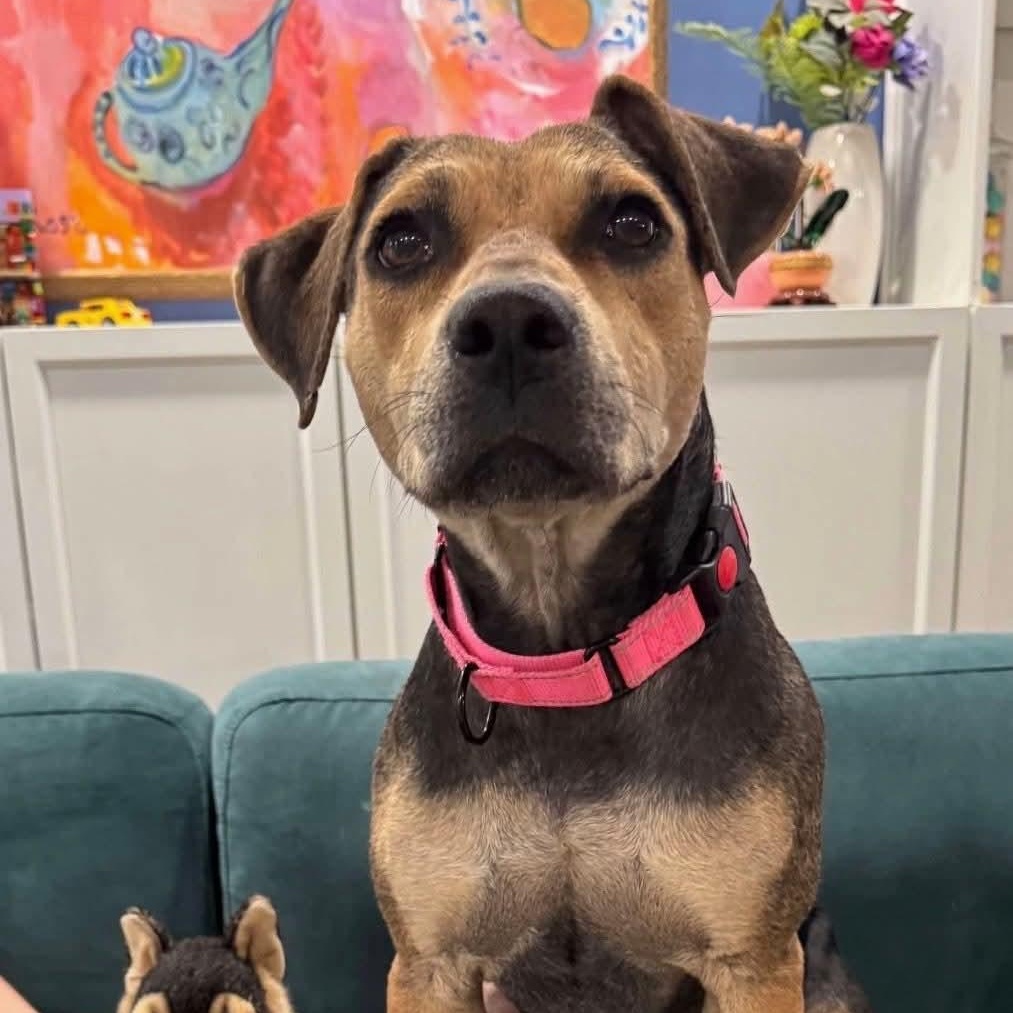 Piper, a Adoptable mixed breed in Alexandria, VA image 4/5