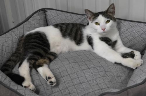 Enlarge Helga, a Adoptable mixed breed in Thief River Falls, MN image 1/1