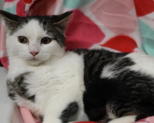 Helga, Adoptable, Young Female Domestic Short Hair.
