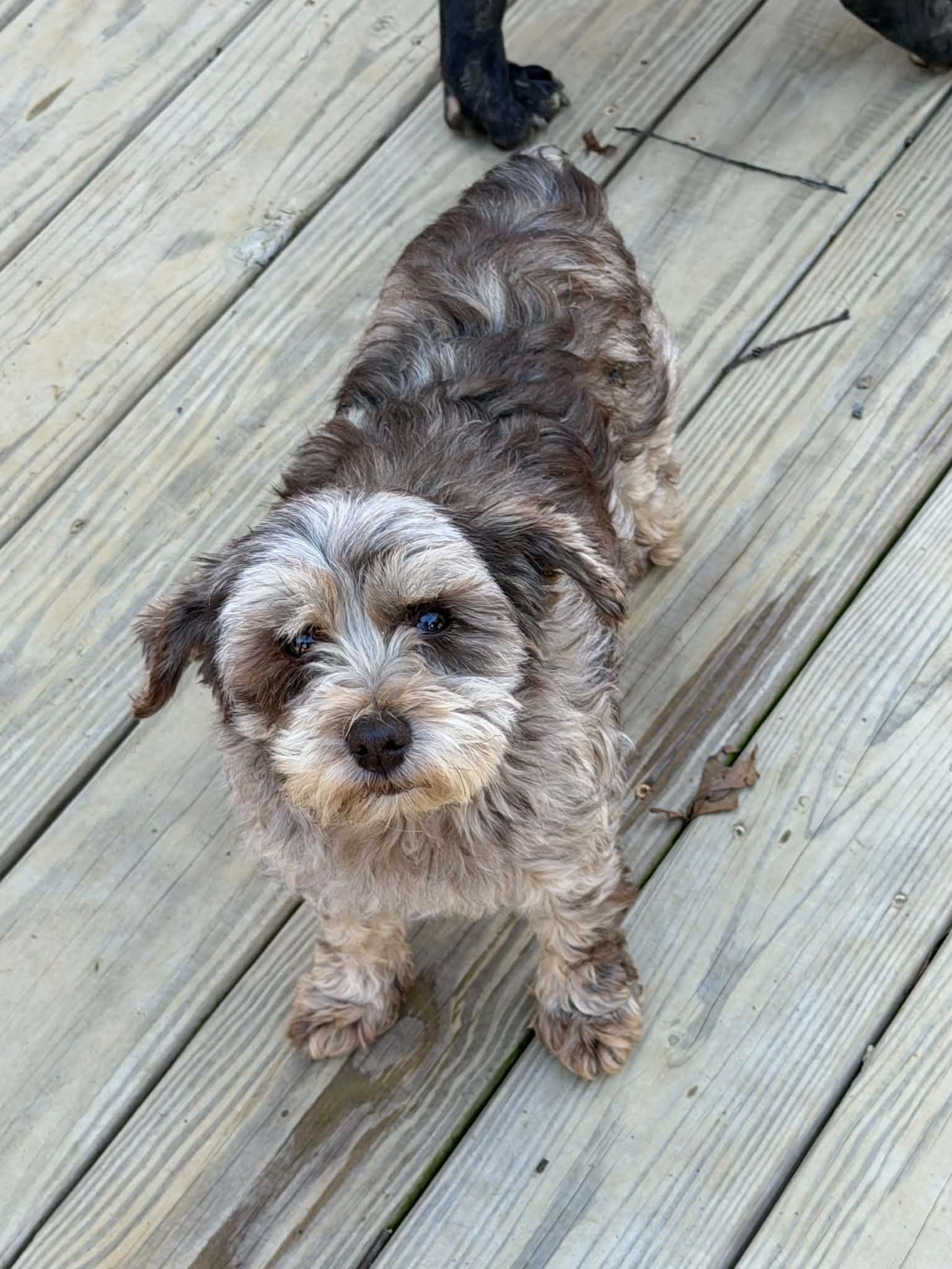Nikki, a ADOPTABLE Miniature Schnauzer in Zanesville, OH image 2/2