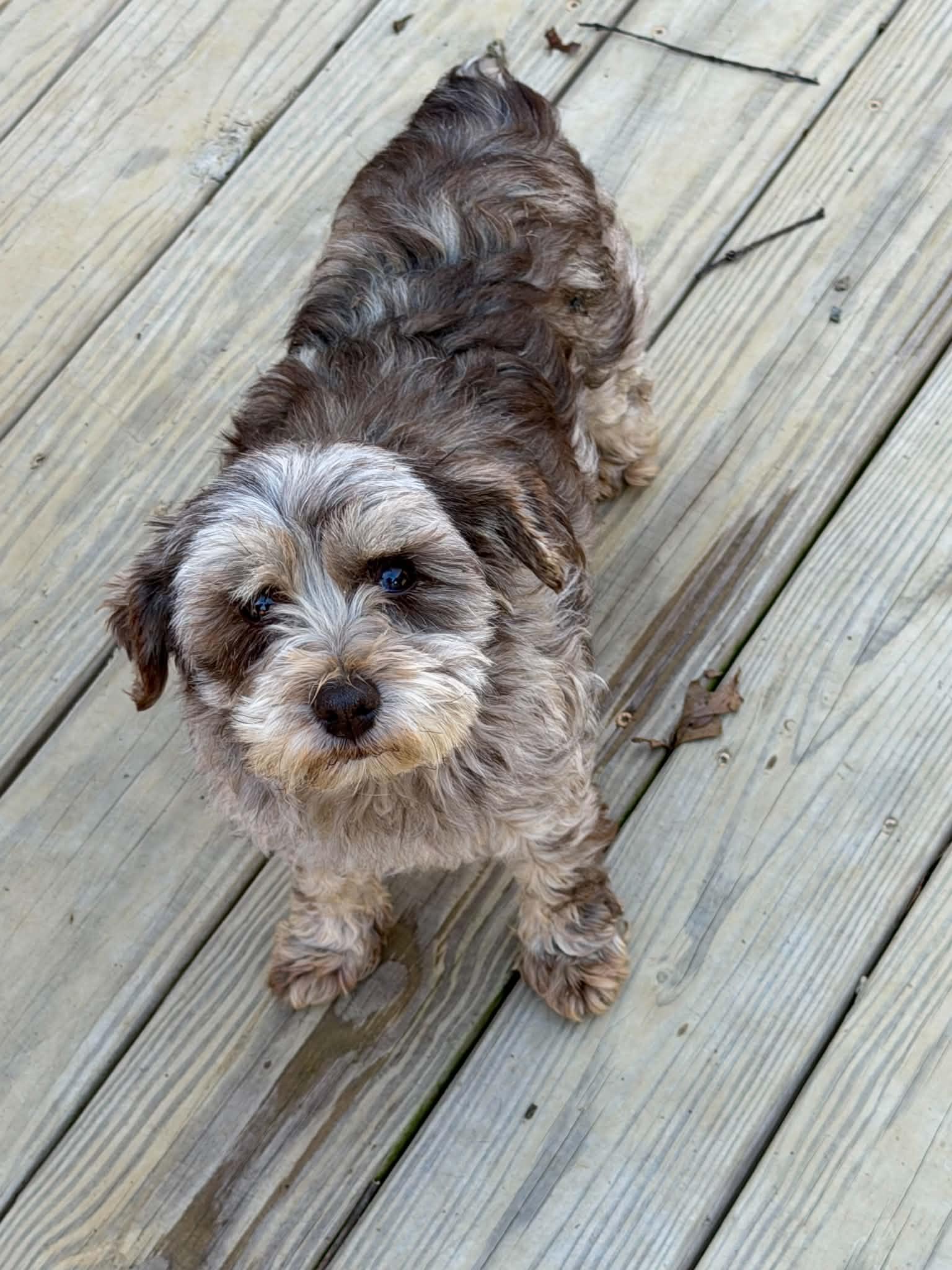Nikki, ADOPTABLE, Adult Female Miniature Schnauzer.