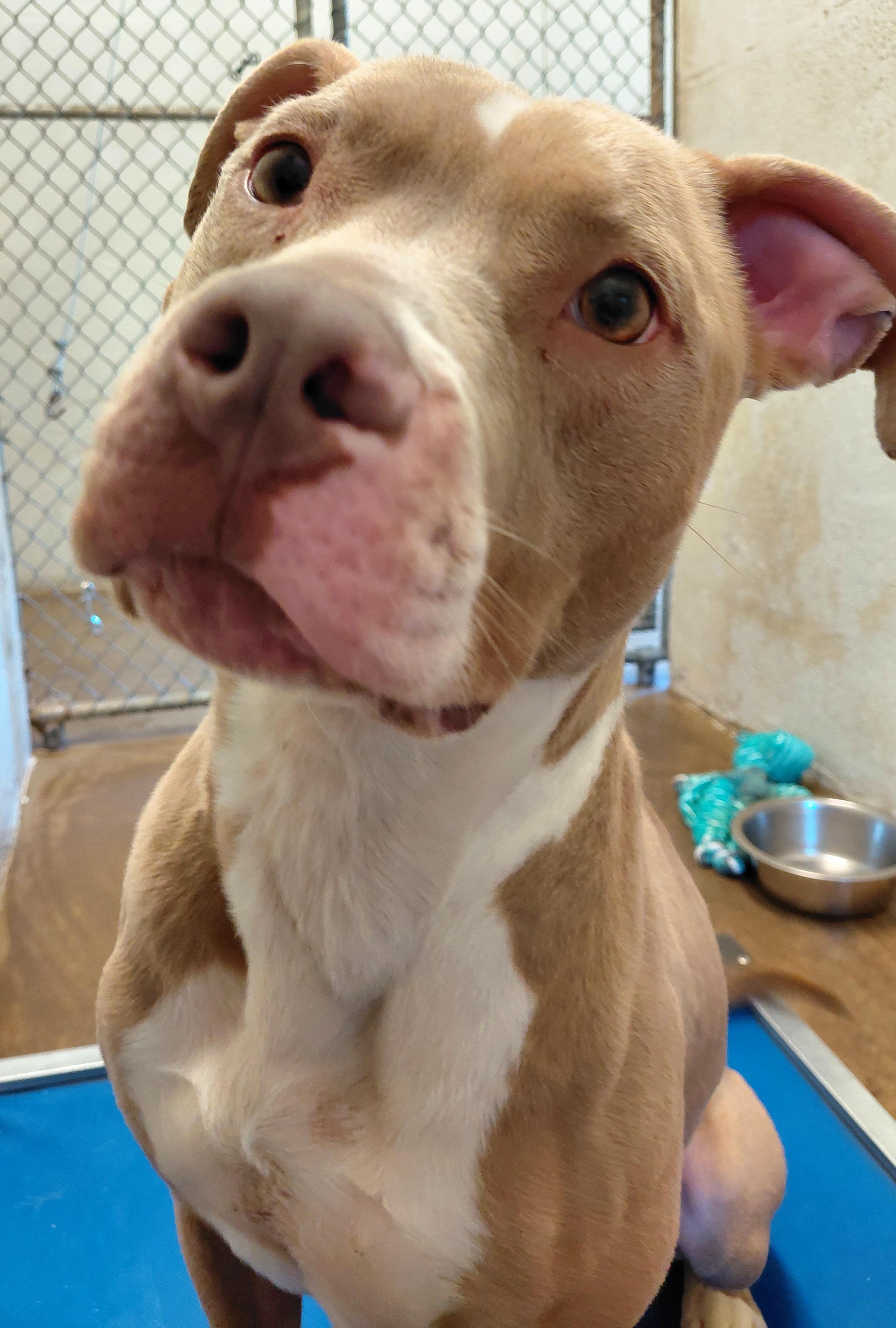 Enlarge Ivy, a Adoptable Pit Bull Terrier in Stanley, VA image 2/6