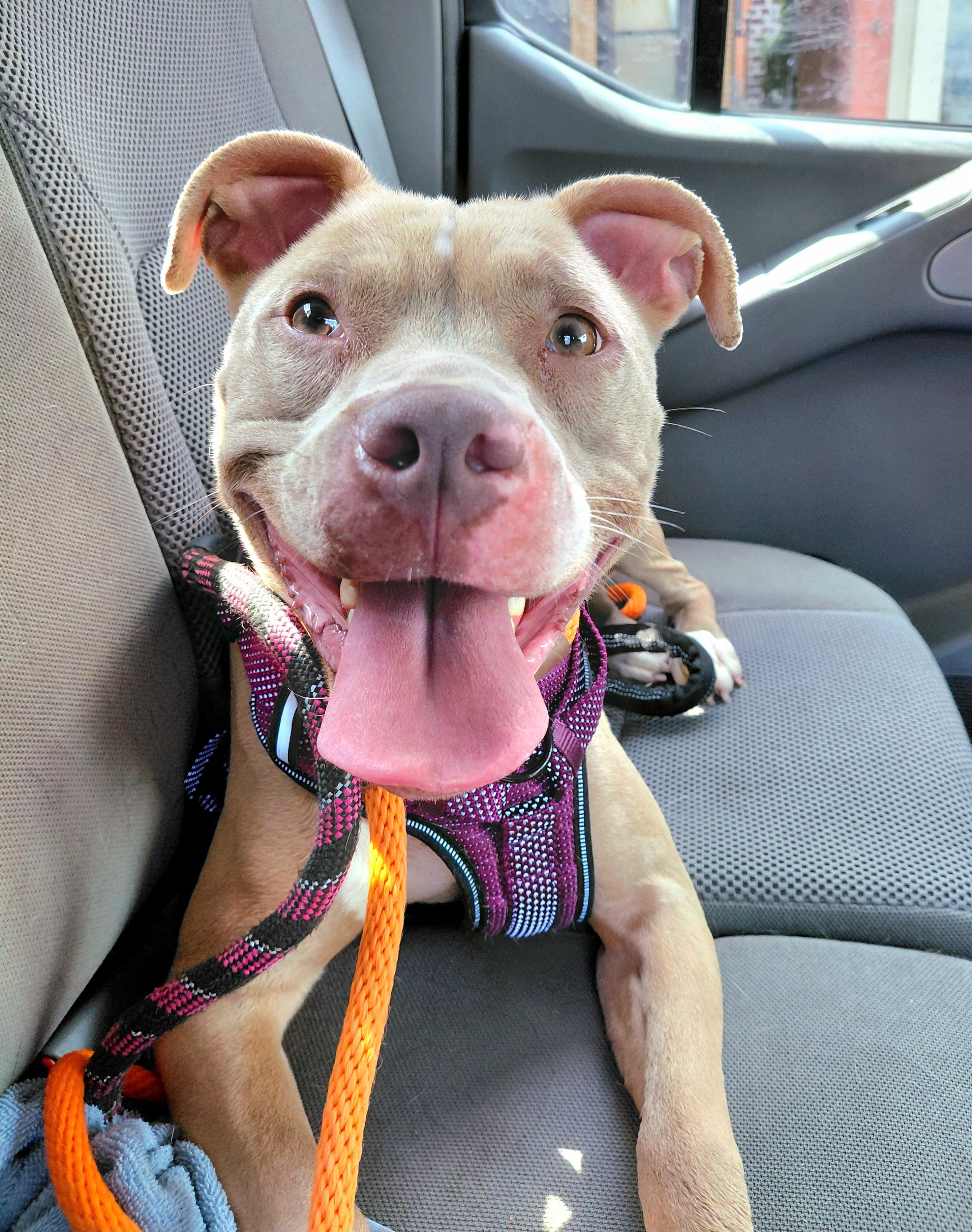 Ivy, Adoptable, Adult Female Pit Bull Terrier.