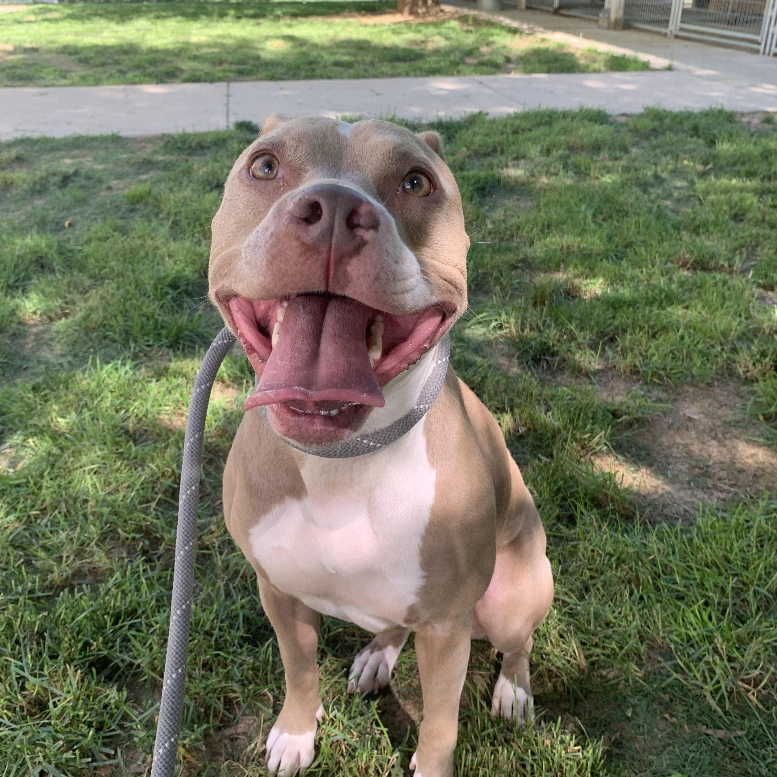 Enlarge Ivy, a Adoptable Pit Bull Terrier in Stanley, VA image 4/6