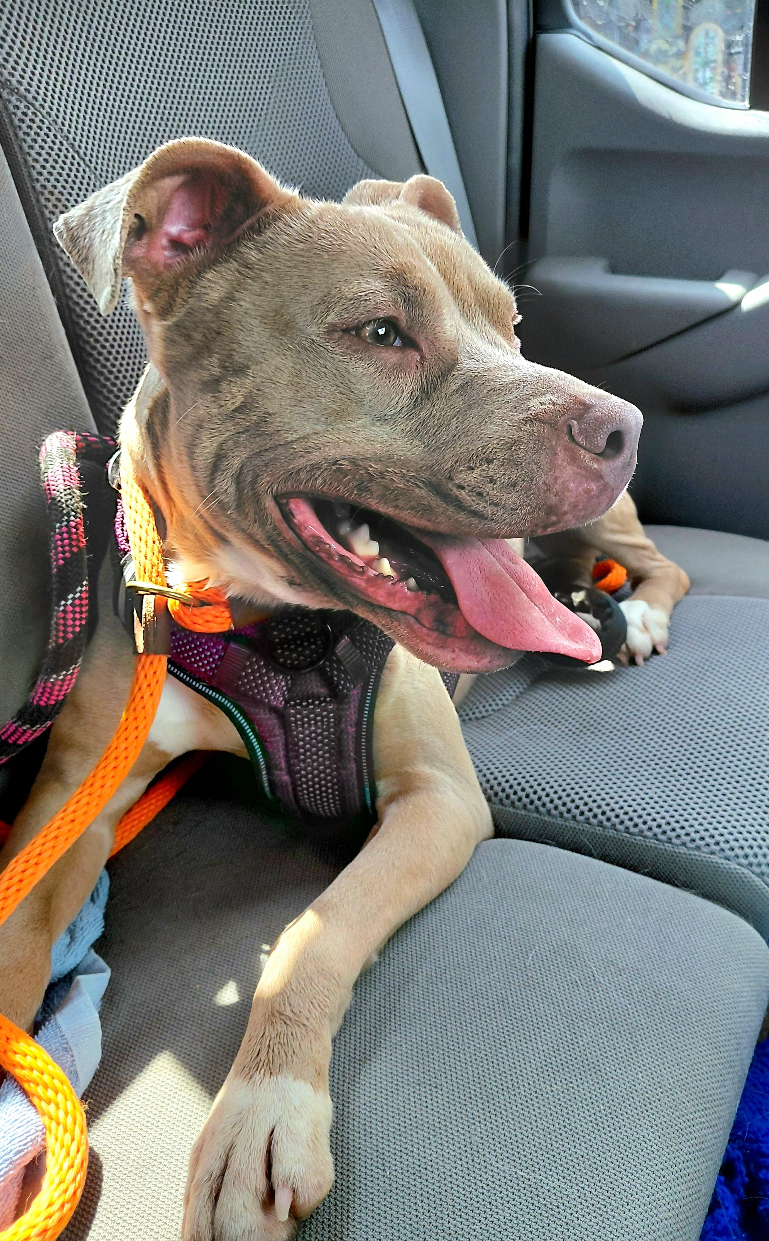 Enlarge Ivy, a Adoptable Pit Bull Terrier in Stanley, VA image 5/6