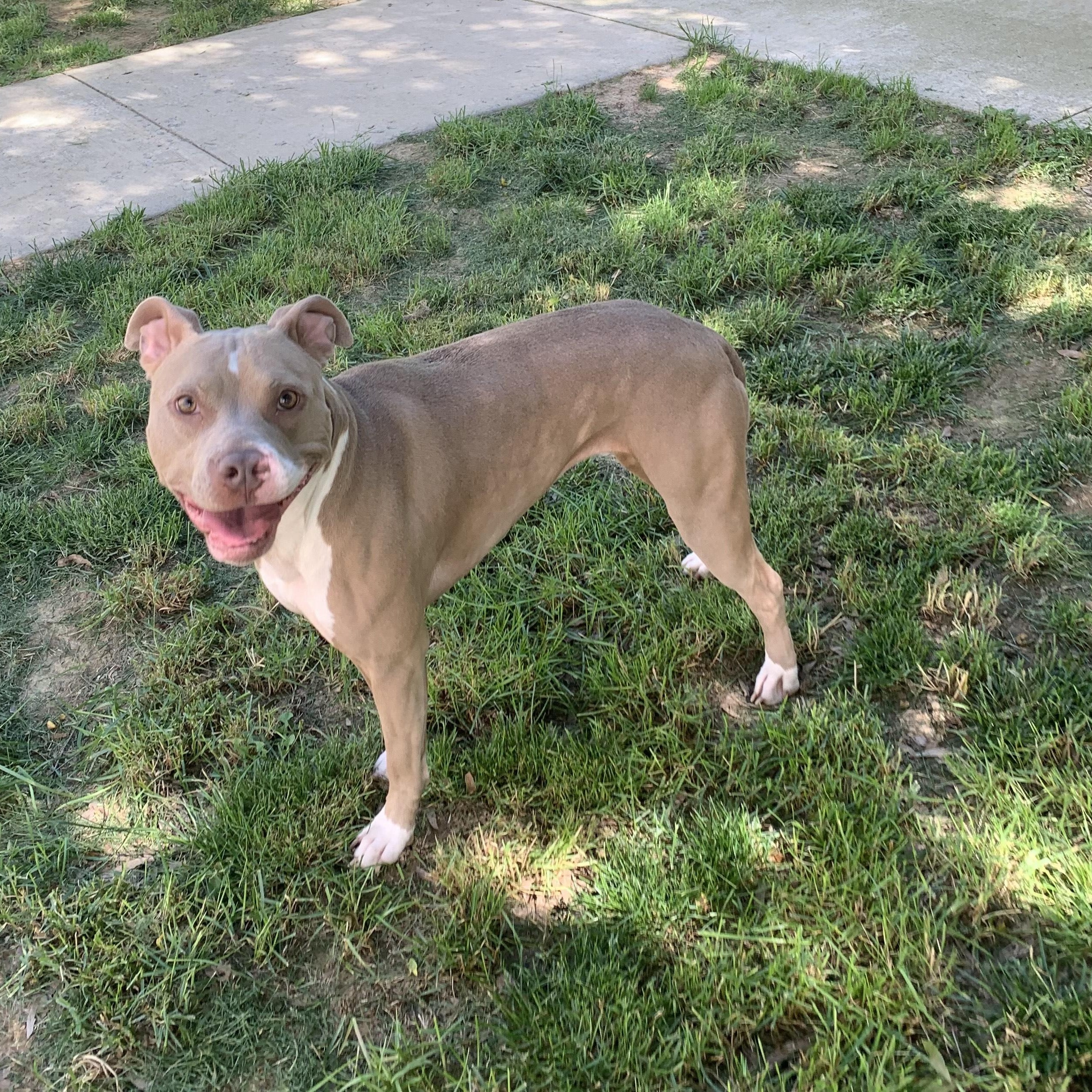 Enlarge Ivy, a Adoptable Pit Bull Terrier in Stanley, VA image 6/6