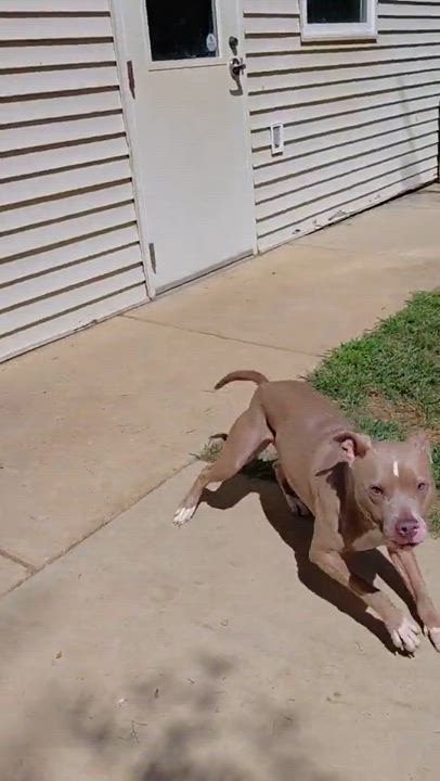 Enlarge Ivy, a Adoptable Pit Bull Terrier in Stanley, VA video 3/6