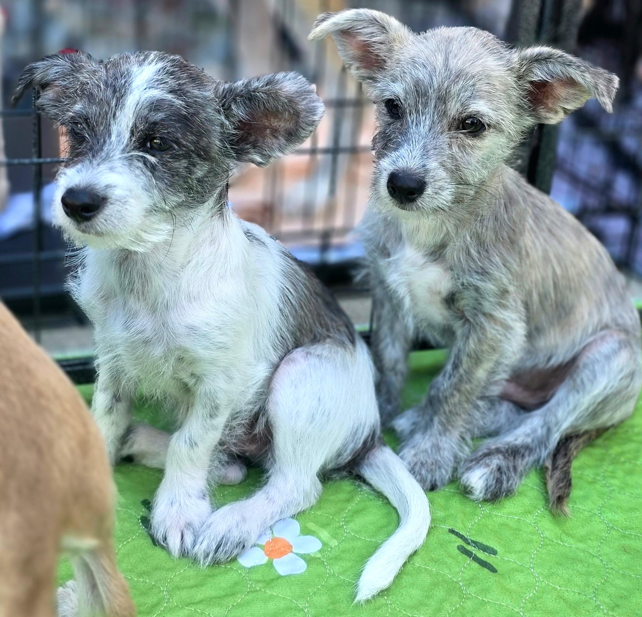 Archie, an adopted mixed breed in Penryn, CA image 2/3